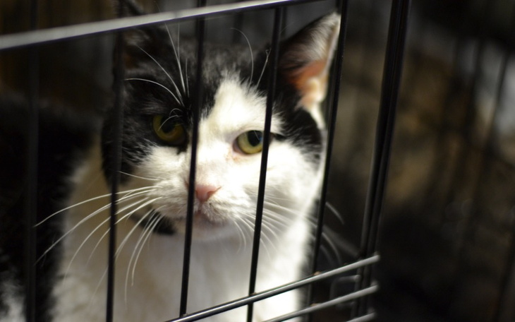 Zbiórka Prymulce z FIV na leczenie nerek - zdjęcie główne