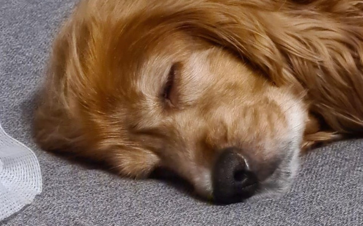 Zbiórka Na spaniela Dorotkę - zdjęcie główne