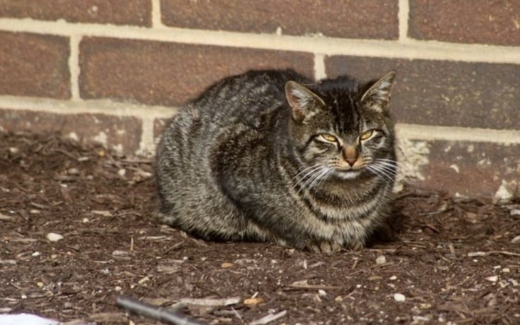 Siedzący kot w otoczeniu ziemi i ceglanej ściany.