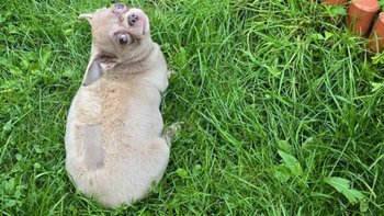 Zbiórka Szafirek błaga o pomoc by żyć - miniaturka zdjęcia