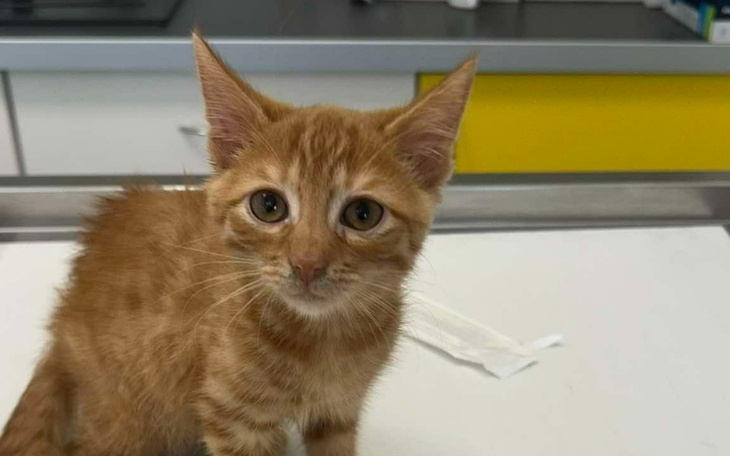 Zbiórka Pierniczek walczy o słuch - zdjęcie główne