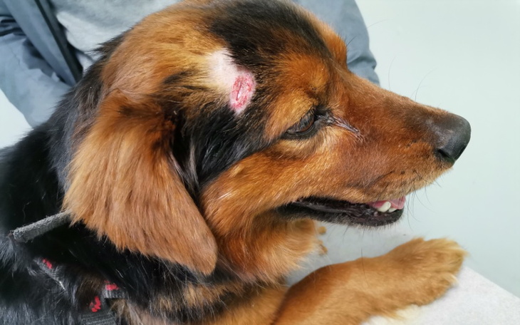 Zbiórka Pies z drogi.... - zdjęcie główne