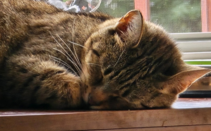 Zbiórka Leczenie Karmelki - zdjęcie główne