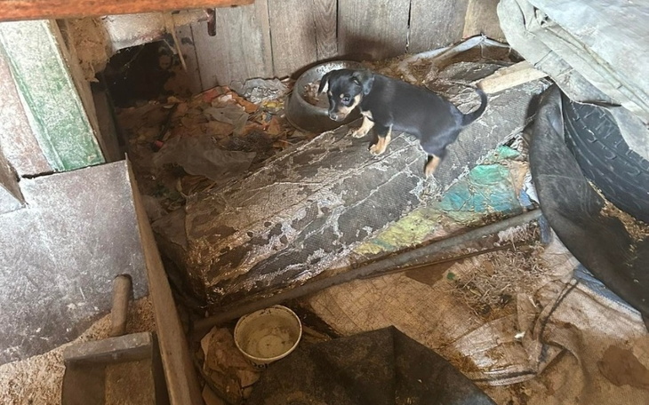 Mały piesek stojący na zniszczonym materacu w brudnym pomieszczeniu.