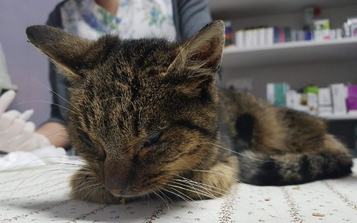 Zbiórka Koty spod Bloku - wiosna 2018 - zdjęcie główne