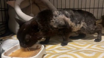 Zbiórka Rita- kot, którego miało nie być - miniaturka zdjęcia