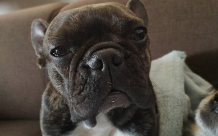 Brązowy buldog francuski z wyrazem twarzy.