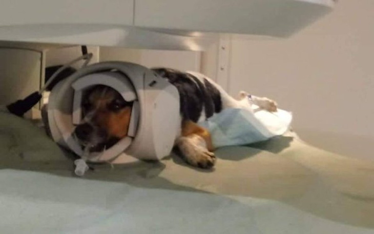 Zbiórka DZAMPER potrzebuje pomocy - zdjęcie główne