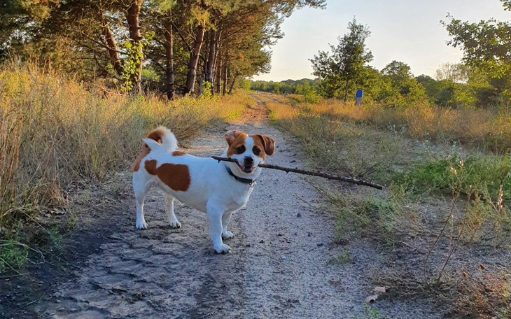 Zbiórka Na pilną operację Fibi - zdjęcie główne