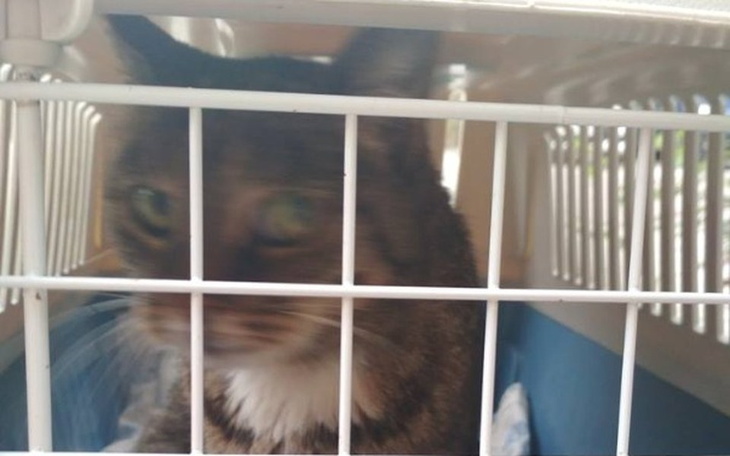 Zbiórka Małpa Znajdka w obroży - zdjęcie główne