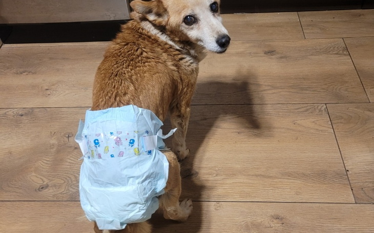 Zbiórka Karma i pampersy dla staruszków - zdjęcie główne