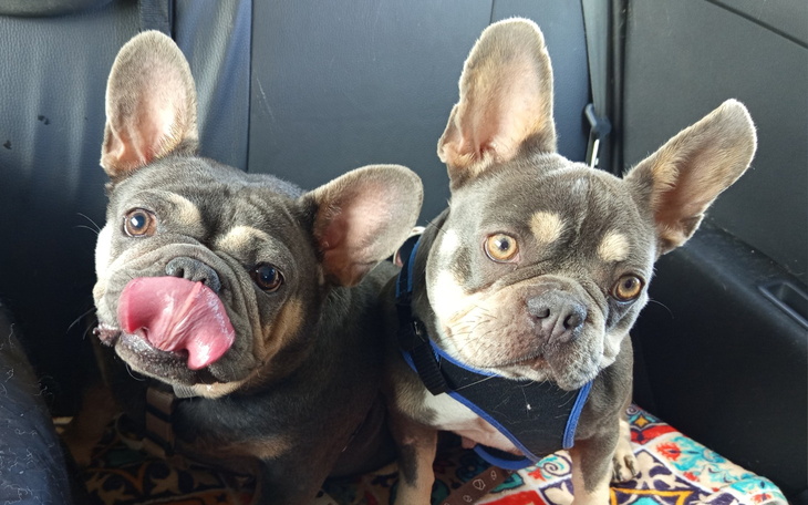 Dwa francuskie buldogi siedzące w samochodzie.