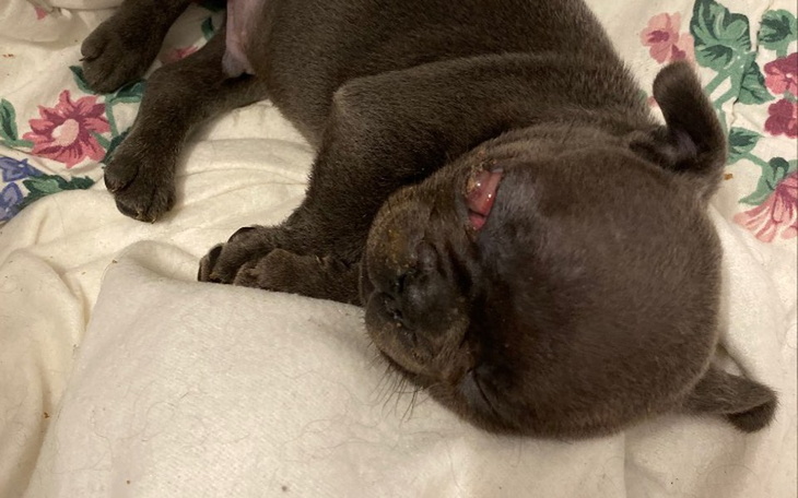 Zbiórka Operacja oczka maluszka. - zdjęcie główne