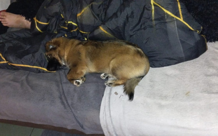 Pies śpiący na kanapie, przykryty kocem.