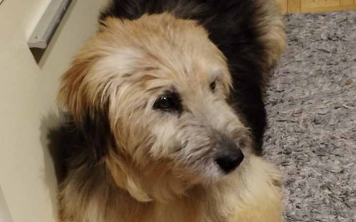 Pies z długim futrem, patrzący w stronę obiektywu.