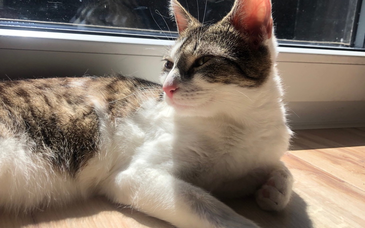 Kot leżący na podłodze w słońcu.