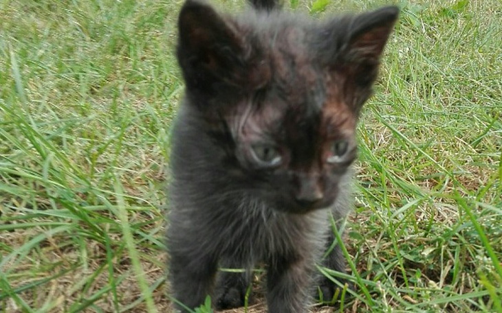Zbiórka karma dla bezdomnych kotków - zdjęcie główne