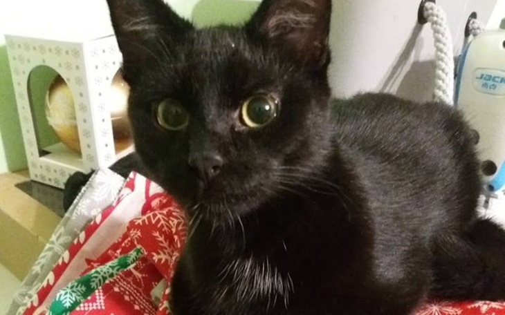 Zbiórka Michałek, Klara i Lusia - zdjęcie główne