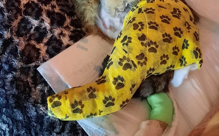 Zbiórka Leczenie kotki Suzi dwie skarpet - zdjęcie główne