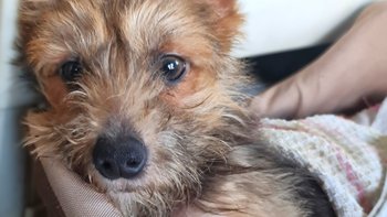 Zbiórka Pilnie potrzebna pralko-suszarka - miniaturka zdjęcia