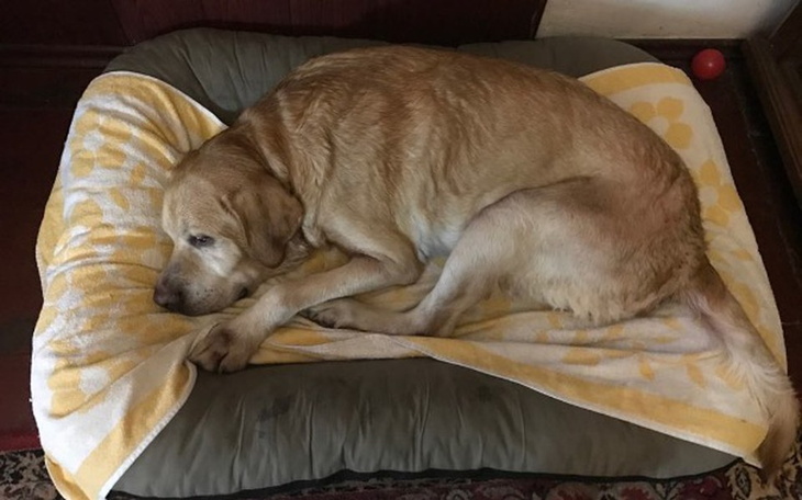 Zbiórka Wsparcie dla Niko na karmę i lek - zdjęcie główne