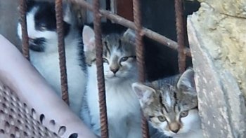 Zbiórka Wsparcie dla koteczków z piwnicy - miniaturka zdjęcia