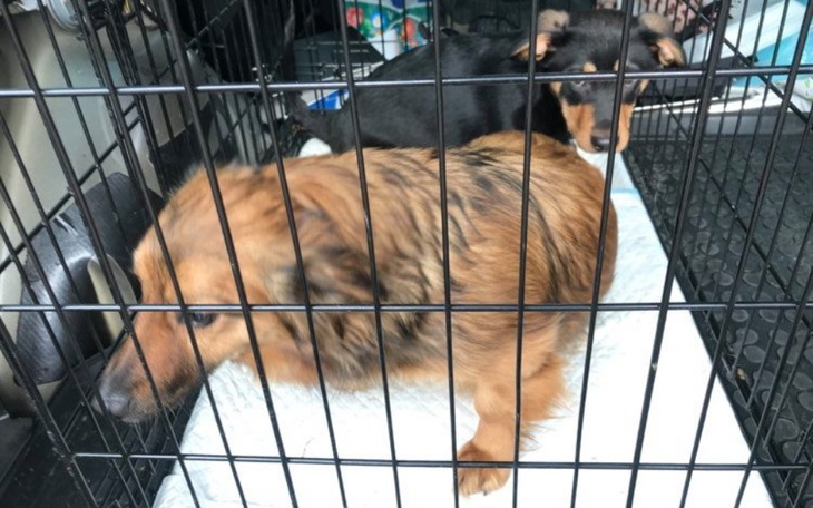 Zbiórka Ich Pan umarł - ratujemy - zdjęcie główne