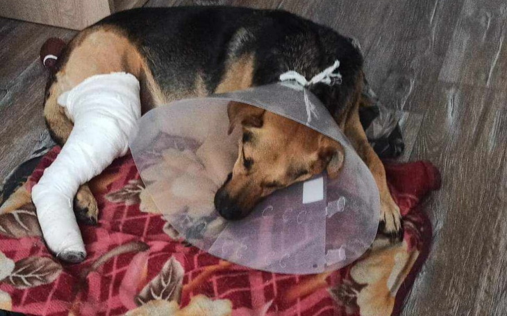 Zbiórka Merry-potrzebna operacja ścięgna - zdjęcie główne