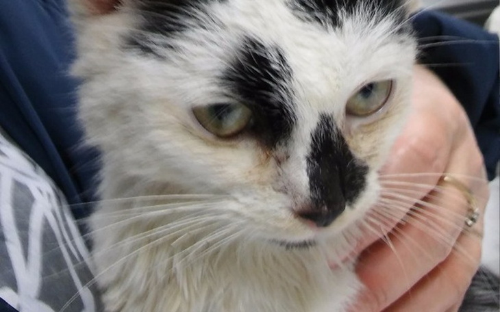 Zbiórka Łatek ze złamanym kręgosłupem - zdjęcie główne