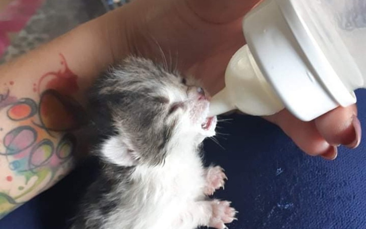 Zbiórka Porzucone,niechciane kocięta... - zdjęcie główne