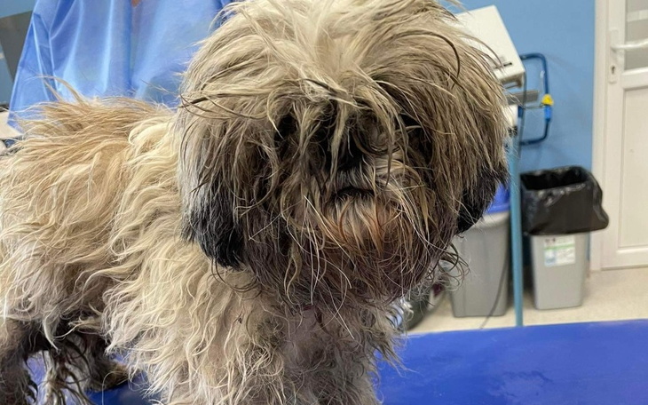 Zbiórka Na operację i kontynuację leczen - zdjęcie główne