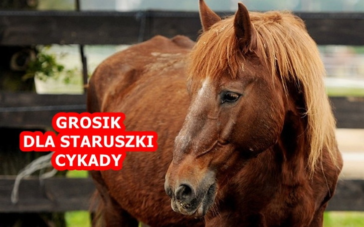 Zbiórka Grosik dla staruszki Cykady. - zdjęcie główne