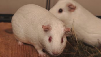 Zbiórka Uratujmy 90 polaboratoryjnych zwierząt! - miniaturka zdjęcia