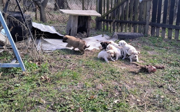 Szczenięta bawiące się na trawie w ogrodzie.
