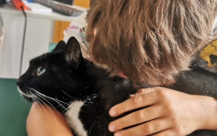 Zbiórka Operacja miednicy u kota Pixla - zdjęcie główne