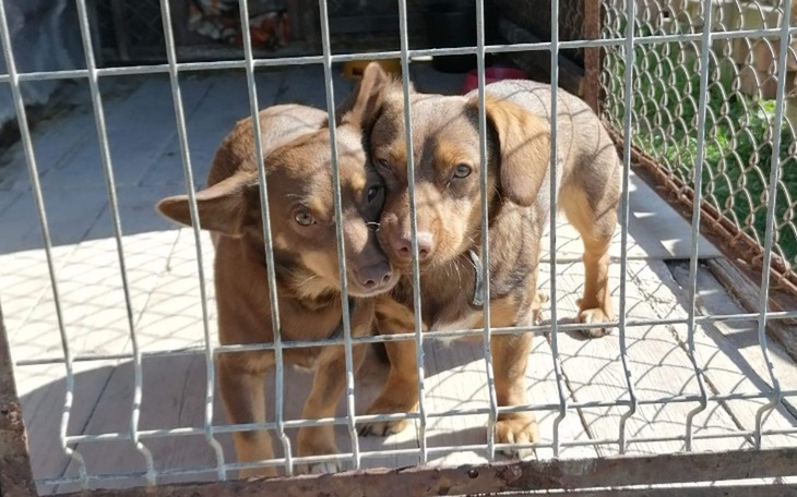 Zbiórka Sunie w potrzebie - zdjęcie główne