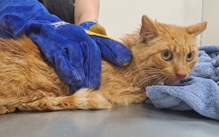 Rudy kot w rękach osoby, otulony w ręcznik.