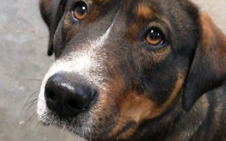 Pies z pięknymi oczami, patrzy z nadzieją.