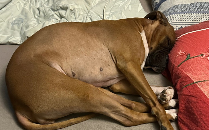 Zbiórka Na bokserkę z Wrocławia - zdjęcie główne