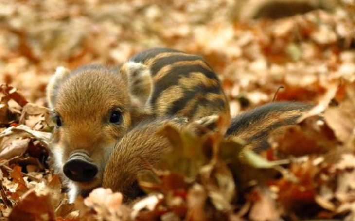 Zbiórka Uratujmy Dziki-Rozmnażanie - zdjęcie główne