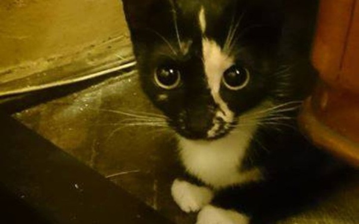 Zbiórka Koci Łapci - Rzeszów - zdjęcie główne