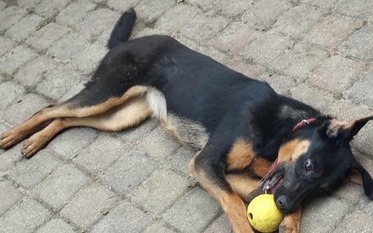 Zbiórka Pomoc dla suni z lasu - zdjęcie główne