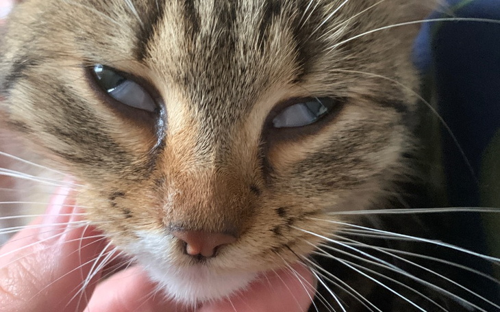 Zbiórka Leczenie kotka. - zdjęcie główne