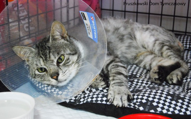 Zbiórka Ratuj połamane kocie dziecko! - zdjęcie główne