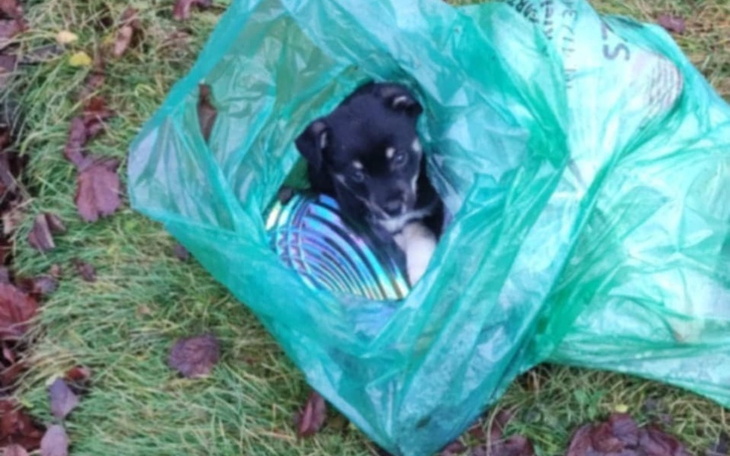 Zbiórka Maluchy proszą o RATUNEK - zdjęcie główne