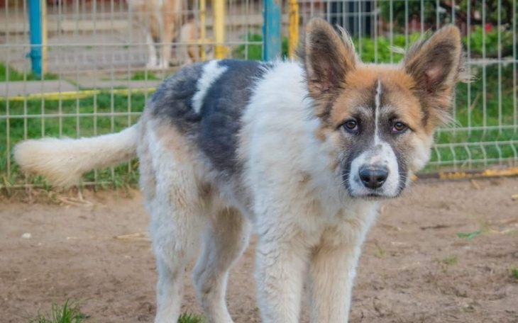 Zbiórka Zbiórka karmy- dla schroniska - zdjęcie główne