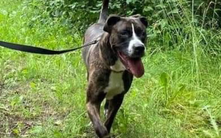 Zbiórka Transport pieska do adopcji - zdjęcie główne