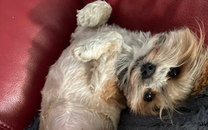 Zbiórka Dla poszkodowanych zwierząt - zdjęcie główne