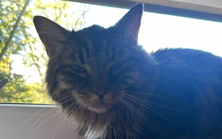 Kot z zamkniętym okiem, siedzący przy oknie w słoneczny dzień.