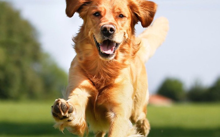 Zbiórka po złotówce na schroniska - zdjęcie główne